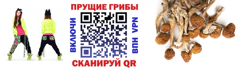 мега зеркало  Бологое  Псилоцибиновые грибы Cubensis 